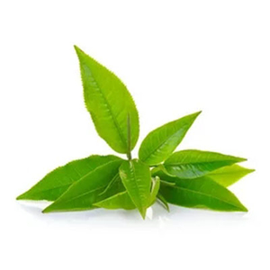 緑茶オイル